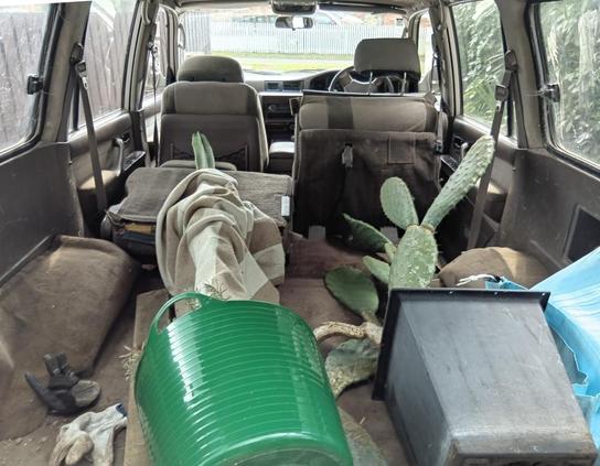 The inside of a venerable Land Cruiser with two large recumbent cacti in pots filling up most of the boot and back seats.