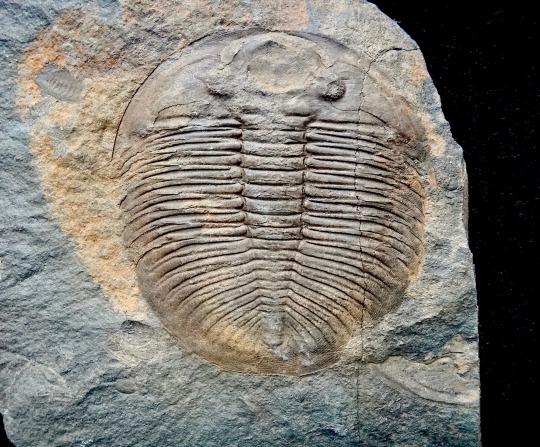The example pictured here, which was uncovered from 460-million-year-old outcrops in Wales, measures 3 in (7.6 cm) in length.
Image Description
A photo of a fossilized trilobite. It is brownish in color, surrounded by gray stone. It is flattened, oblong, and has a multi-segmented body.
