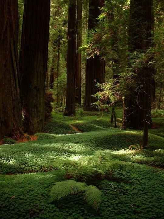 Carpet-like green cover in a forest with a path in the distance.