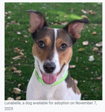 Photo of Lunabelle, a dog available for adoption on November 7