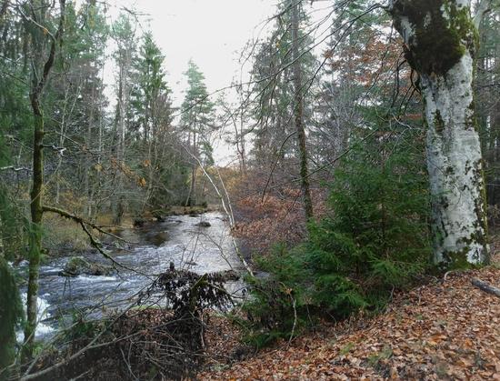 View of a river in late autumn. The foreground trees are bare, their brown leaves on the ground. Only the small pine trees centre right are green. Taller spindly   pines grow either side of the river bank in the distance. The sky is white and drizzly rain falls.