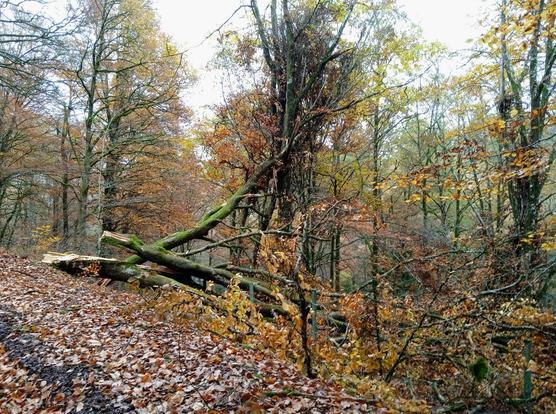 View of a fallen beech tree on the side of a road. Gold leaves still clinch to its branches. Carpets of older browner leaves are piled up on the ground like snow. More distant beech trees further down slope are nearly bare of their leaves.