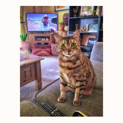 This is a colour photo of my bengal cat Neko sitting on the couch looking at me with the question ‘Mother have you ordered my Roomba yet?’ His cat cuteness is on full display for Caturday!