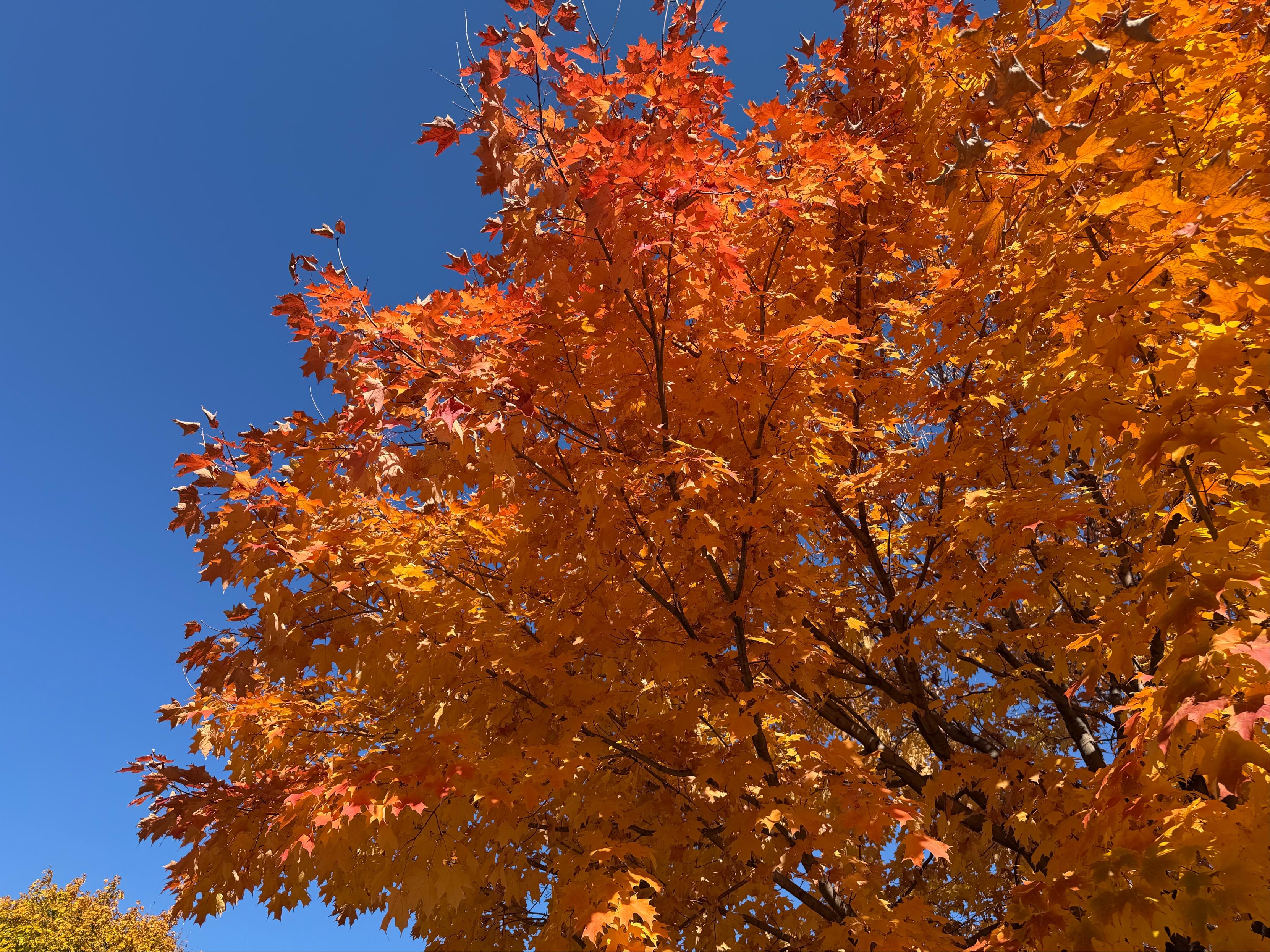 A tree with vibrant orange and red autumn leaves stands against a clear blue sky.