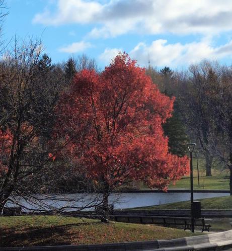 Un érable rouge