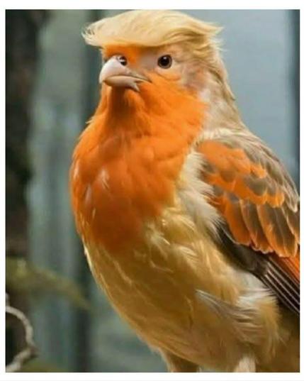 Image of a bird with orange and yellow feathers and Trump hair standing looking into the distance. 