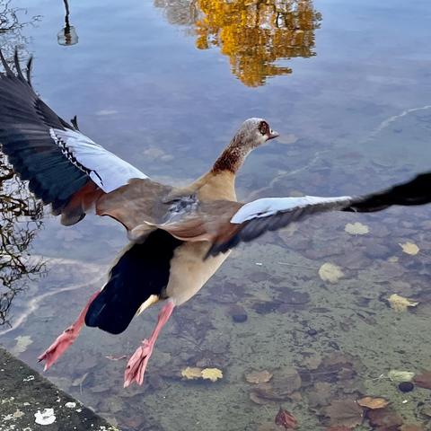 Eine losfliegende Nilgans, von oben, auf der Wasseroberfläche spiegelt sich ein Herbstbaum, unter Wasser sind Schlamm und Blätter zu sehen.