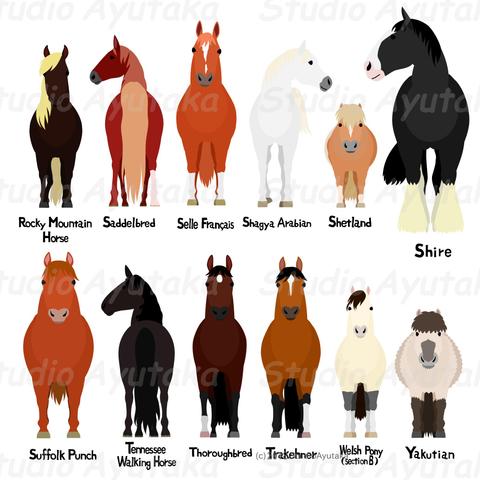 set of horse breeds from R to Y digital illustrations.