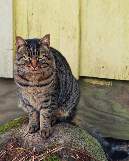 Grey tiget cat with green eyes sits on a rock and looks at me suspiciously