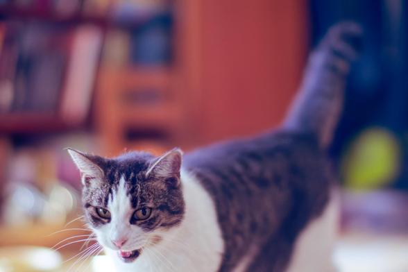 A Calico cat with white silutions looks fierce as it has it's mouth open and not a lot of its legs in view and it's back end and tail far out of the depth of field
