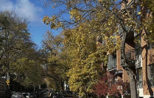Quartierstrasse unter mehrheitlich blauem Himmel. Die Strasse ist von Bäumen im letzten Herbstlaub bestanden.