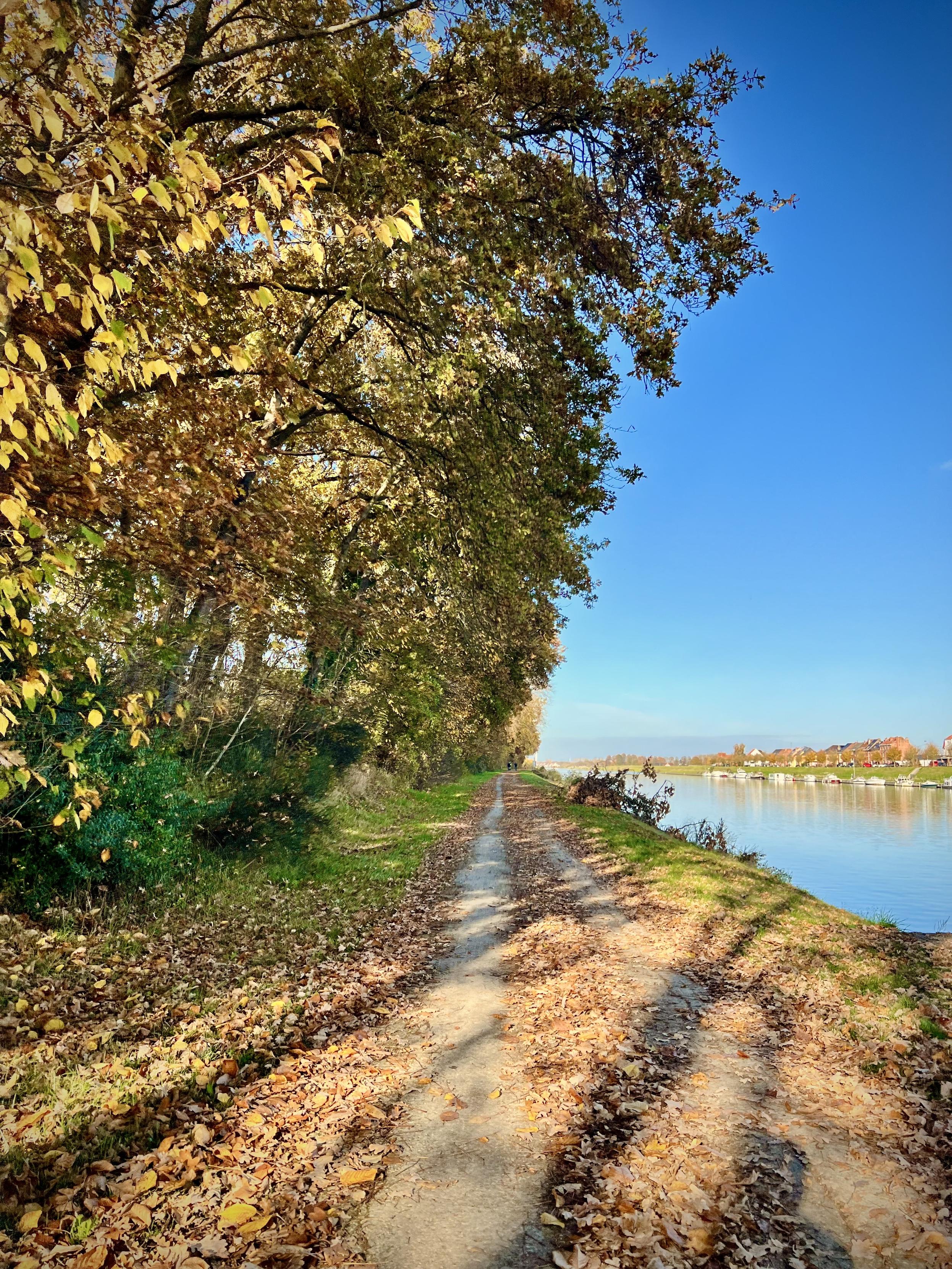 The second image shows a dirt path leading away from the viewer, covered with fallen autumn leaves in shades of brown, yellow, and orange. To the left, dense trees with yellow and green foliage line the path, casting shadows. To the right, a calm body of water, likely a river or canal, stretches into the distance under a clear blue sky. The overall scene is a peaceful, autumnal natural landscape.