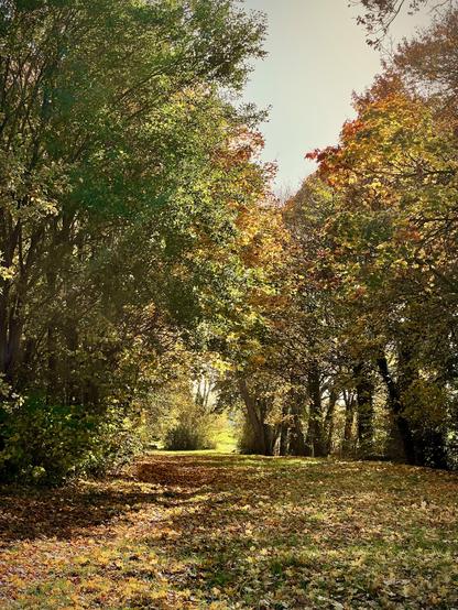 The third image depicts a path winding through a dense forest or wooded area. The path itself is covered with fallen leaves. Tall trees with green, yellow, and brown leaves form a canopy overhead, creating a tunnel-like effect. Bright sunlight is visible at the end of the path, suggesting an opening or clearing in the distance, giving the scene a soft, almost ethereal glow.