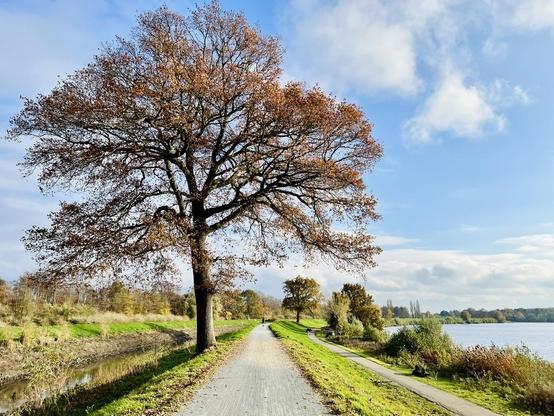 This photo shows a wide, unpaved path stretching into the distance, lined with dry, sparse grass and a few small trees. On the left side of the path, there is a large, mature tree with spreading branches, its leaves mostly brown and orange, indicating autumn. To the right of the path, a calm body of water extends towards the horizon, with some distant trees and land along its far bank. The sky is partly cloudy with patches of blue visible, suggesting a clear autumn day.
