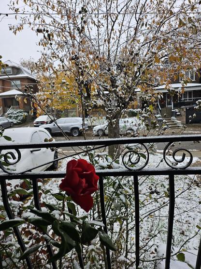 A lightly snowy urban scene with a rosebush that has a single flowering (and overly optimistic) rose.