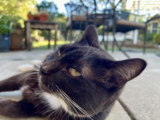 Brown tuxedo cat laying on a patio looking meh at the camera