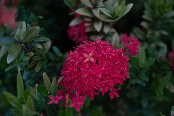 A cluster of bright red Ixora coccinea flowers (commonly called jungle geranium or flame of the woods) blooms among glossy green leaves in a garden in Charlotte Amalie, St. Thomas, USVI. The spherical inflorescence stands out vividly against the shaded foliage.