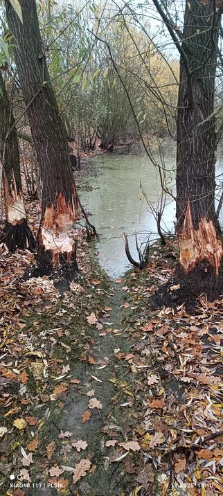 The photo shows the shore of a body of water, covered with fallen leaves, with water and trees in the background. Three trees stand at the water's edge, and a path leads from the observer between these trees directly into the water. The trees form a kind of gateway through which the path passes into the water. One tree on the right, two on the left. All the trees are gnawed deep below the bark at the base, and light wood shines from these gnawed parts, while the bark of the trees is dark and brown.