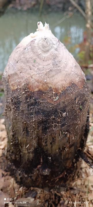 The photo shows a tree trunk with a piece bitten off above the ground. There is a body of water in the background. The trunk has been gnawed into a rounded conical shape, ending at the top with a point from which several splinters protrude. The upper part of the cone is light in color and shows growth rings. The lower part of the trunk is dark brown. The trunk is sprinkled with light-colored pieces of wood.