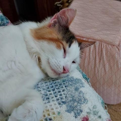 A little calico with a pink nose naps on a throw.