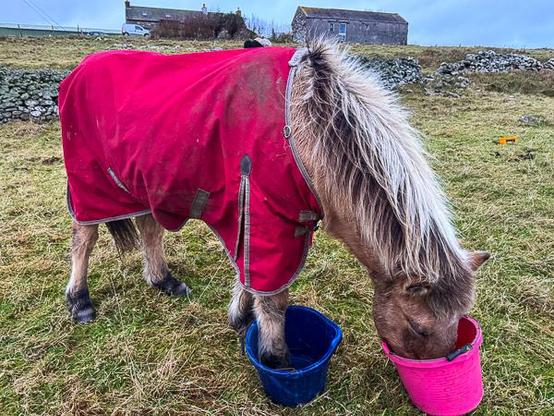 Icelandic horse with foot in bucket while eating