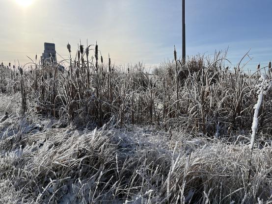 Bulrushes and long grass covered in fresh frost. The sky is mostly bright blue but with some haze near the sun, which is low. A sliver of sun is visible in the top left corner, and below it is a grain elevator. 