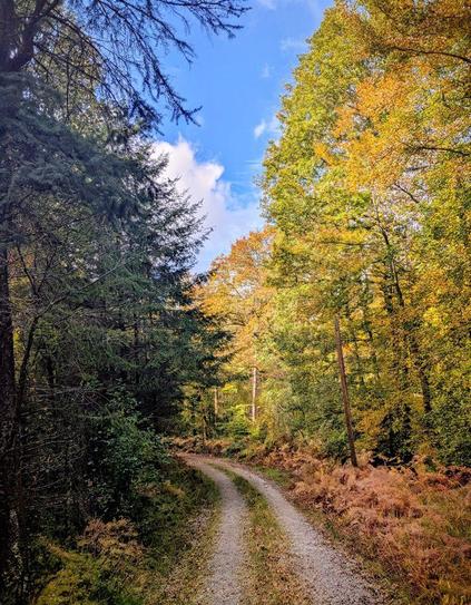 A vertical, eye-level shot of a sunlit, unpaved dirt and gravel road curving into a dense forest. The trees on the right are deciduous, displaying vibrant autumn colors of yellow, orange, and green. The trees on the left are primarily dark green evergreens. The ground on both sides is covered in reddish-brown ferns. A patch of bright blue sky with white clouds is visible at the top center, between the canopies of the trees.