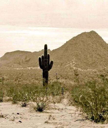 Photo of a saguaro cactus in some American desert landscape. It looks just like a hand, flipping a finger.