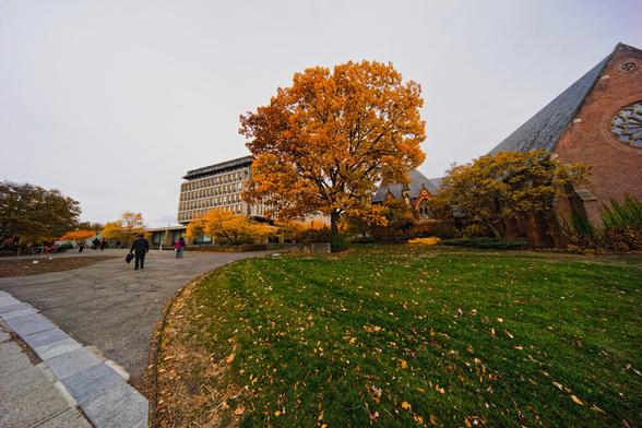 Right in the center is a yellow tree which looks small compared to the lawn in front of it but large compared to a concrete multistory building to its left and a brick church to the right