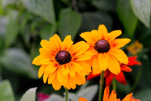 Two flowers in the center that look a lot like Rudbeckia but have more than one row of petals and have red marks near the center of petals with some blurred out leaves and petals from other plants in the background