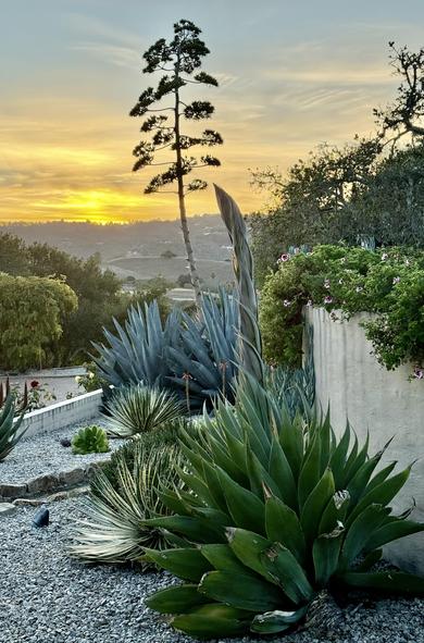 Agave spike in background, a smaller smooth leaved cousin spiking in the foreground.