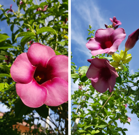Purple Allamanda (อัลลามันดาสีม่วง - Alamanda si mwong)
