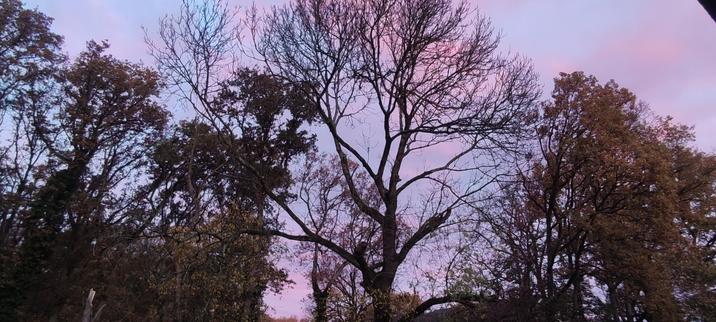 Silhouette d’un grand arbre presque nu se découpant sur un ciel d’aube mauve et rose. Les arbres alentour gardent encore quelques feuilles dorées d’automne. Lumière paisible d’un matin de novembre