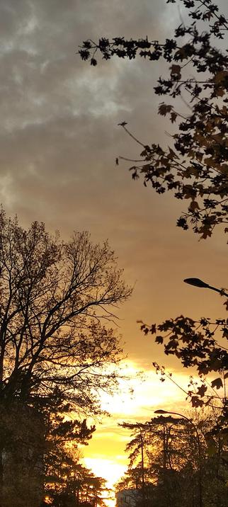 Ciel d’aube doré percé de nuages gris, avec le soleil qui se lève entre les arbres encore feuillus. Les branches sombres se découpent sur la lumière intense du matin, donnant une atmosphère à la fois douce et puissante