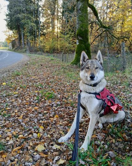 A large wolfdog wearing a red and black harness sits on the leaf scattered roadside. Her head is turned to the camera, large ears up and alert. Her nose and lips are black, muzzle and cheeks white, with brown and reddish fur over her upper face and body. A moss covered tree trunk stands behind, a fence and autumn woodlands further away. Part of a road winds off on the left.