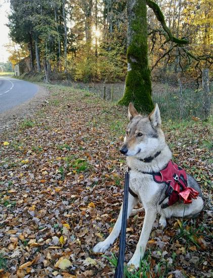 Same dog, still sitting upright, but her head now turned left to watch the road. Her ears now point outwards and curl slightly at the tips - alert to some distant noise. A small ruined barn can be seen on the roadside, half hidden by trees.