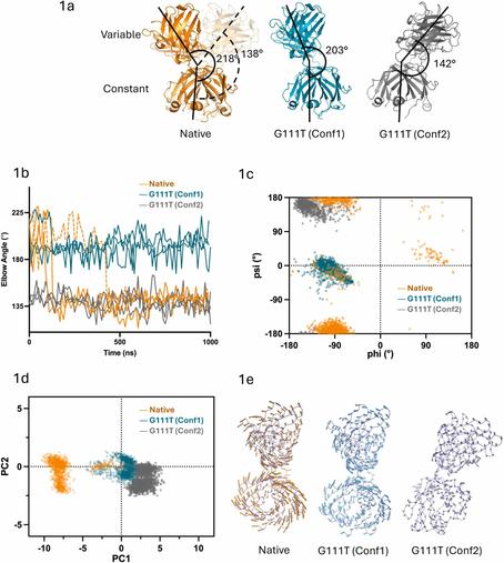 Single-residue engineering of lambda (λ) antibody light chains reduces conformational flexibility and enhances thermal stability. Computational and Structural Biotechnology Journal, DOI: https://doi.org/10.1016/j.csbj.2025.10.045
