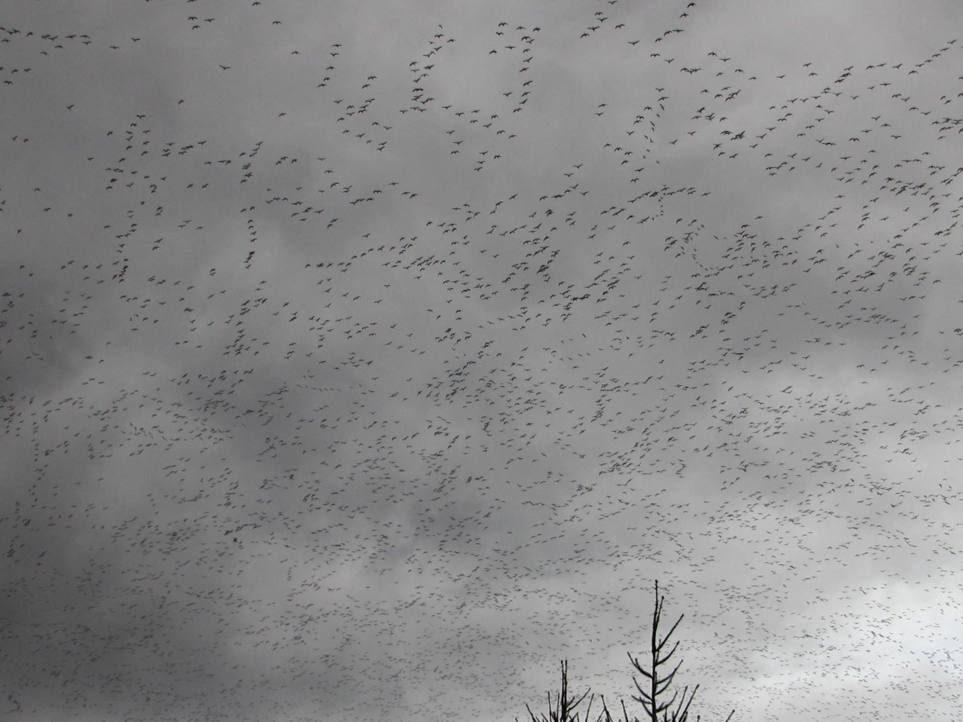 The tops of two evergreen trees at the bottom of the frame are the only other things in this photo of a cloudy sky filled with a multitude of snow geese passing overhead. 
