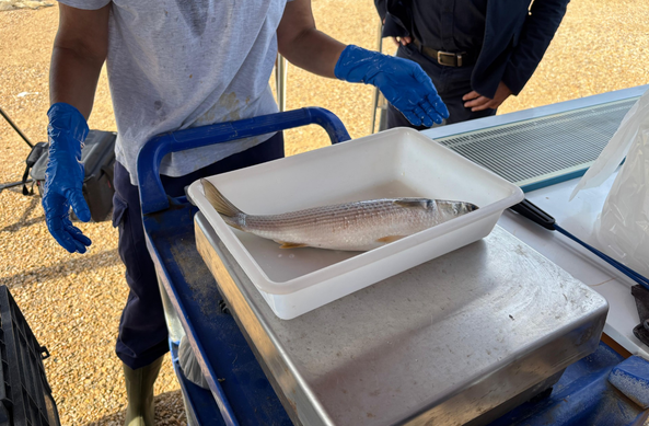 La llissa llobarrera o cabeçut és una de les cinc espècies que s'han cultivat a les basses experimentals (3Catinfo)