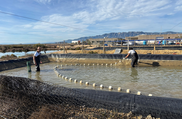 Els assajos s'han fet en tres basses del centre de l'IRTA de La Ràpita (3Catinfo)