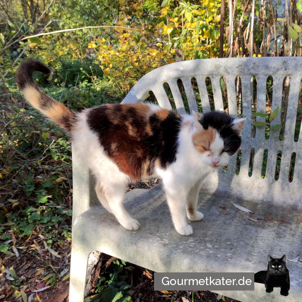 Spaziergang mit Dame