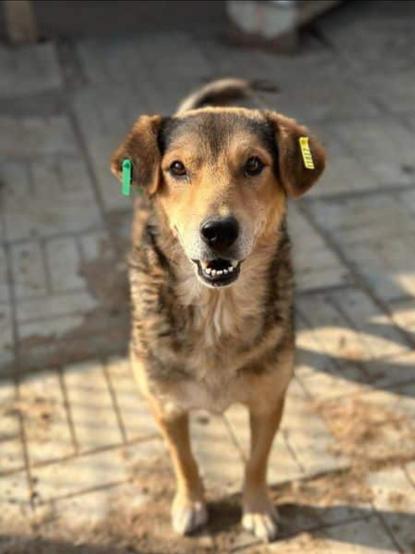 Das Bild ist eine Nahaufnahme von Tulani - eines mittelgroßen, braun-schwarz gefleckten Hundes mit wachen Augen und einem leichten Lächeln, das seine Zähne zeigt. Der Hund trägt an den Ohren zwei Ohrclips zur Kennzeichnung: einen grünen Clip am linken Ohr und einen gelben Clip am rechten Ohr. Er steht auf einem hellen betonierten Boden in der Sonne.
