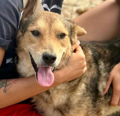 Hund Tulani, der von den Armen einer Volontärin liebevoll gehalten und gestreichelt wird. Der Hund hat den Mund leicht geöffnet, die Zunge hängt entspannt heraus und er blickt freundlich in die Kamera. Die Person trägt ein dunkles Oberteil und ist teilweise sichtbar, unter anderem mit einem Tattoo auf dem linken Unterarm.