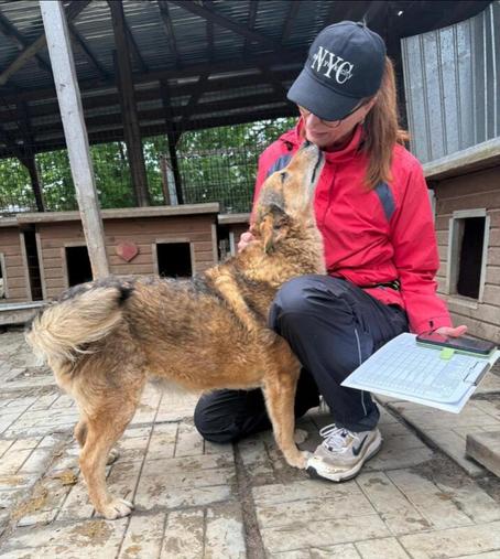 Eine Volontärin mit einer schwarzen „NYC“-Kappe und einer roten Jacke kniet im Kennel. Sie hält ein Klemmbrett mit Unterlagen in der Hand und interagiert liebevoll mit Tulani. Er steht aufrecht und stupst seinen Kopf zärtlich gegen das Gesicht der Person. Im Hintergrund sind mehrere hölzerne Hundehütten zu sehen.