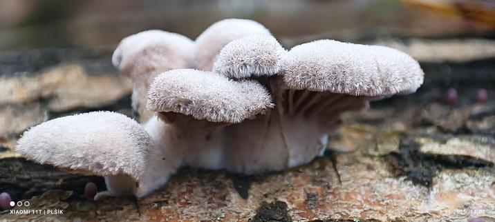 The macro photograph shows several fruiting bodies of a white fungus growing from a common base, but without stems. They grow from light-colored wood lying horizontally. Their caps are white and covered with white hairy fur. The ones closest to the camera show a pink underside of the caps with massive ridges.