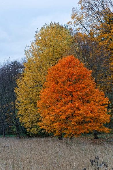 The bottom of the frame is tall dried grass,  to the lower left an orange gumdrop-shaped tree and a bigger yellow taller gumdrop shaped tree is yellow and behind that a hedgerow