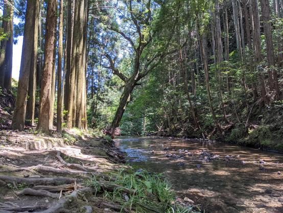 The Kamiyagawa river (which become the Tenjingawa).
