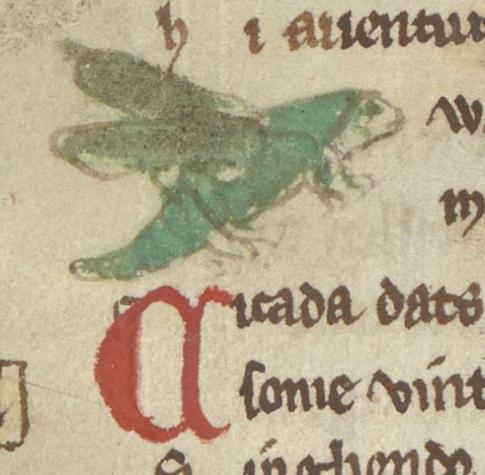 Looking to the right and sandwiched between sepia-coloured text, a worried-looking green bodied insect appears to be hovering. It has upraised dull green wings and a segmented pointed body. It appears to have four very substantial legs, although it may in fact be eight very thin legs. It also seems to have a strand of greenish hair (perhaps an antenna?) trailing down its face by its eye. It has a blunt nose with a line that looks like a mouth. Image from British Library, Additional MS 11390 (Der Naturen Bloeme), folio 70r.