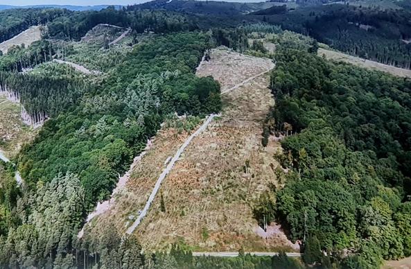 Luftbild
Brache im Wald