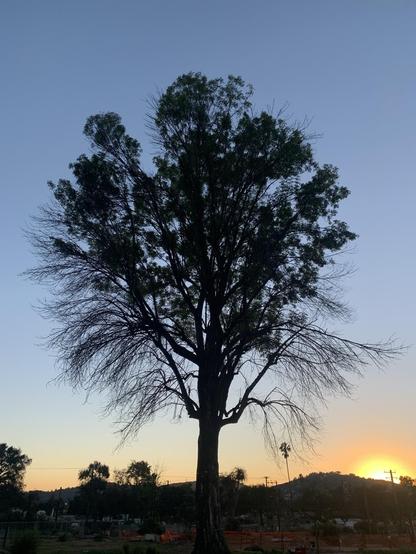 At dusk, a huge solitary tree stands in silhouette against the clear sky